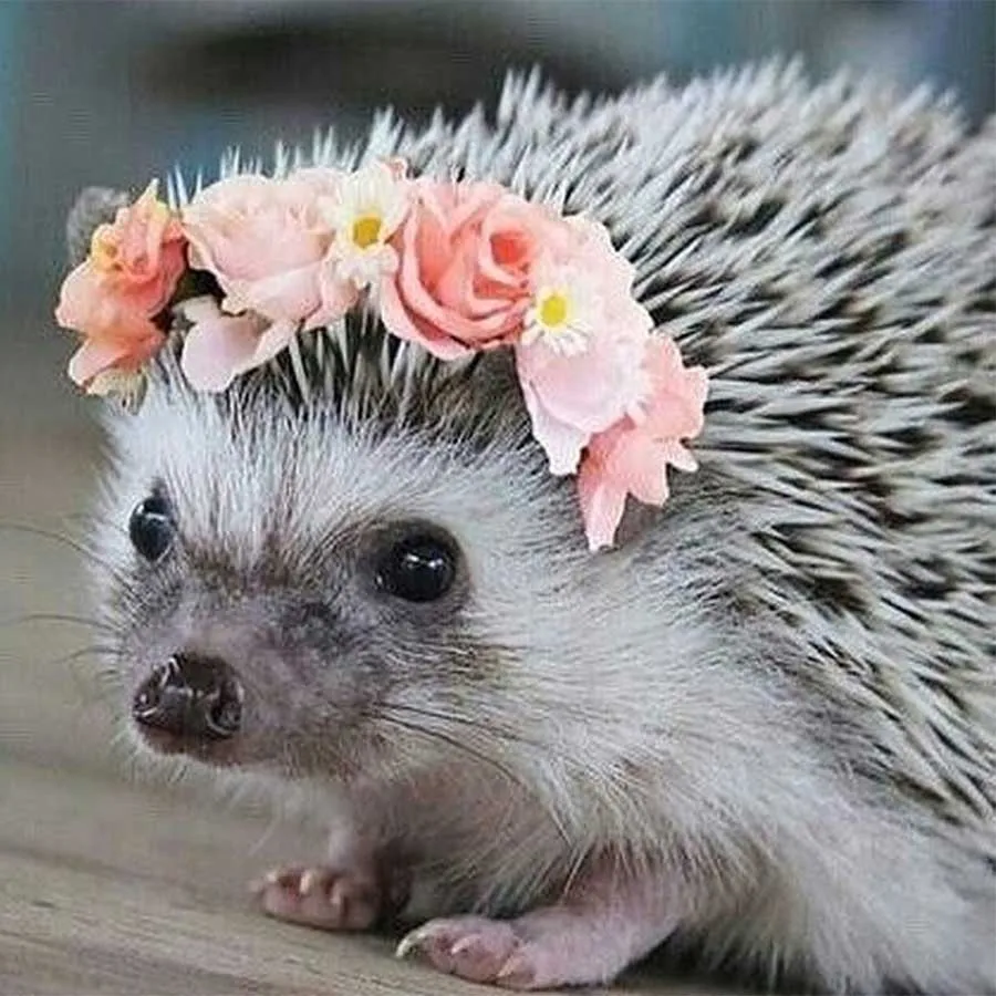 HTB1NXbBaLjsK1Rjy1Xaq6zispXaC