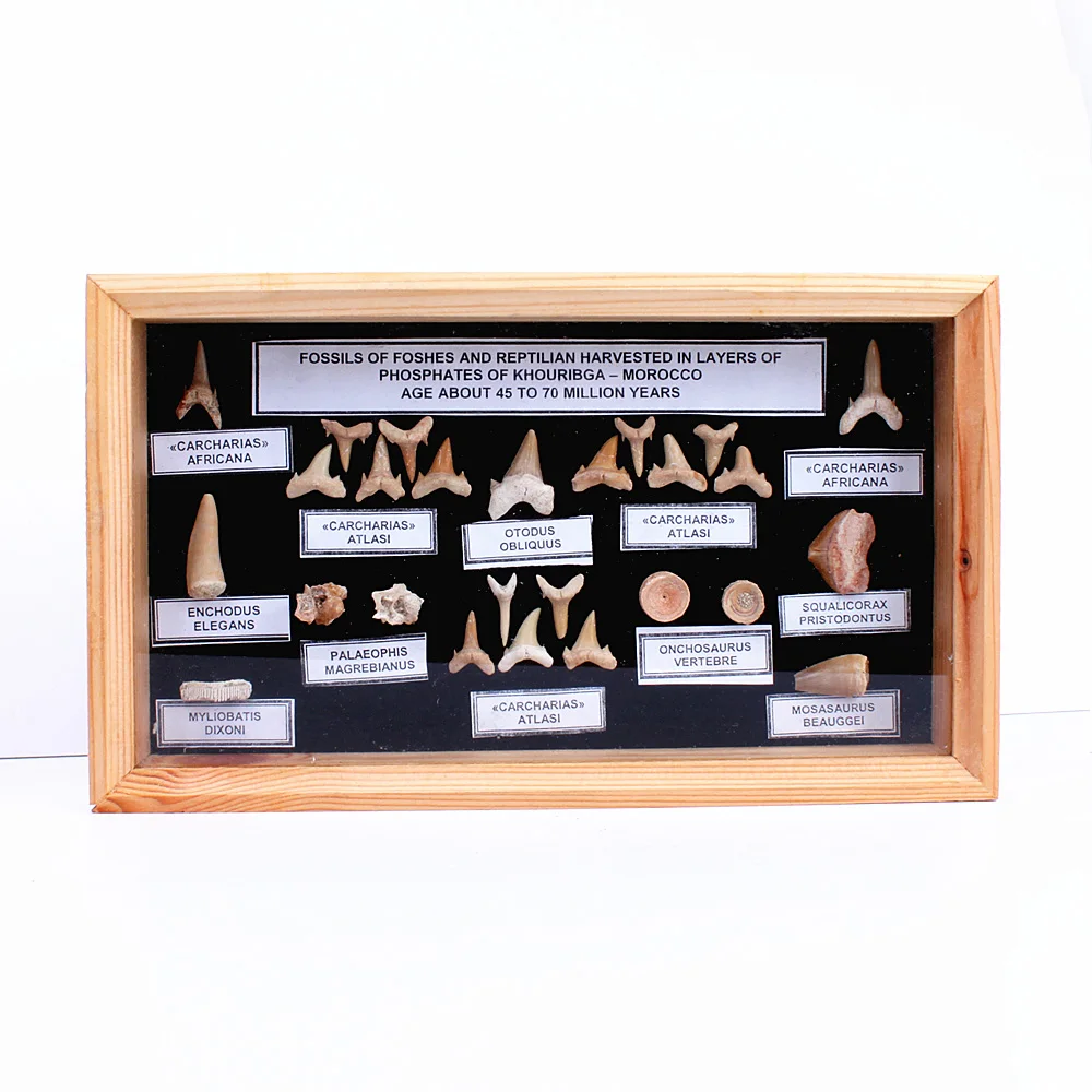 

1 box fossil shark tooth specimen education for student teaching Creative Crafts Gift