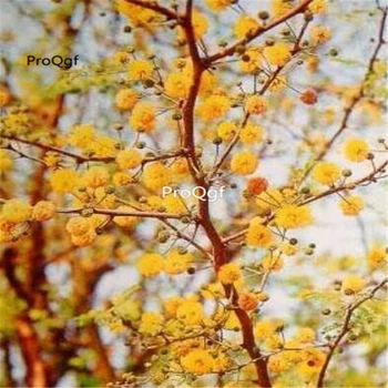 

Ngryise 500Pcs A Set Acacia dealbata