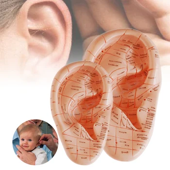 

1pcs 17cm English Version Ear Point Earpins Model Model Auricular Application Ear Massage Practise Trainning Acupoint Map