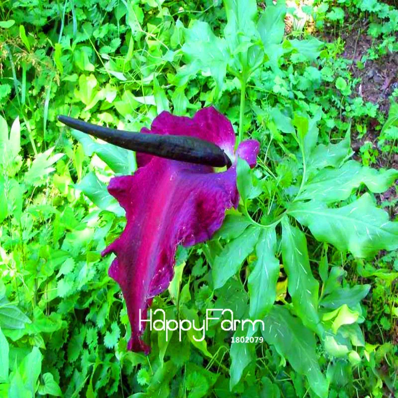 Lowest Price! 100 Pcs/Lot Giant lily voodoo lily plant potted bonsai garden courtyard