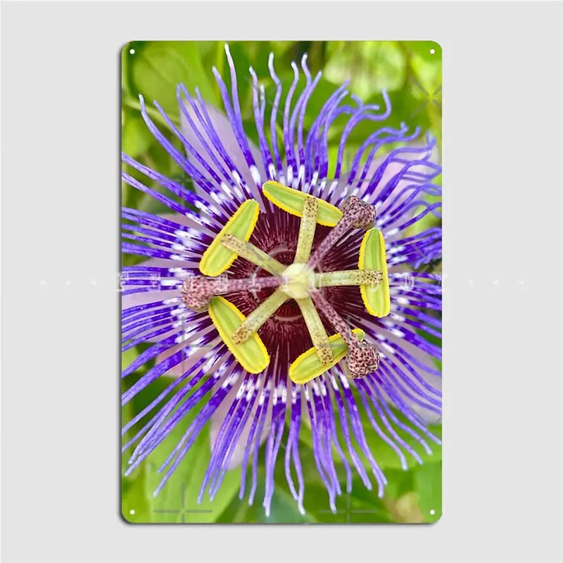 

Passiflora Blue Flower Photographic Print Poster Metal Plaque Club Party Home Funny Wall Decor Tin Sign Posters