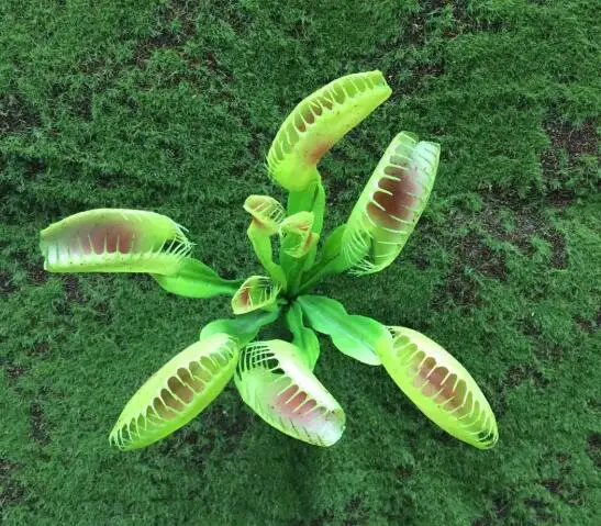 Непентес Плотоядный Dionaea Клип Венера Flytrap искусственные растения 100 шт|Декор