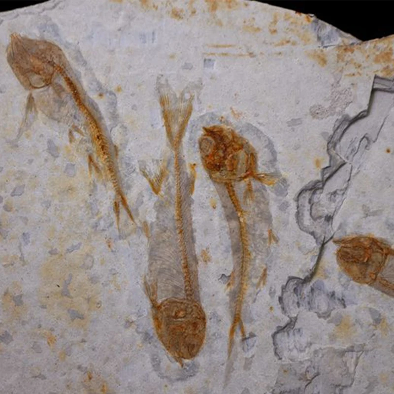 Fish Fossil Real от Western Liaoning China Lycopter 150 миллионов лет назад