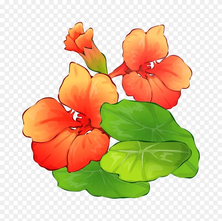 夏季花束剪贴画 夏花剪贴画png图片素材免费下载 图片编号 Png素材网