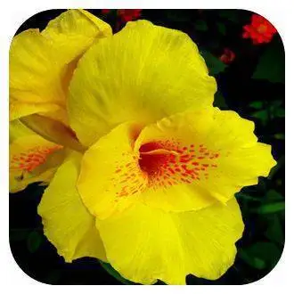 100 шт./пакет, Gladiolus, Gladiolus Цветочный бонсай, Gladiolus flores красивые садовые растения - Цвет: 5