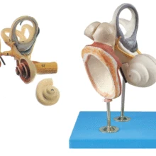 Внутреннее ухо, ssicles и усилитель барабана Модель внутренняя структура уха Модель Анатомия уха Структура Модели