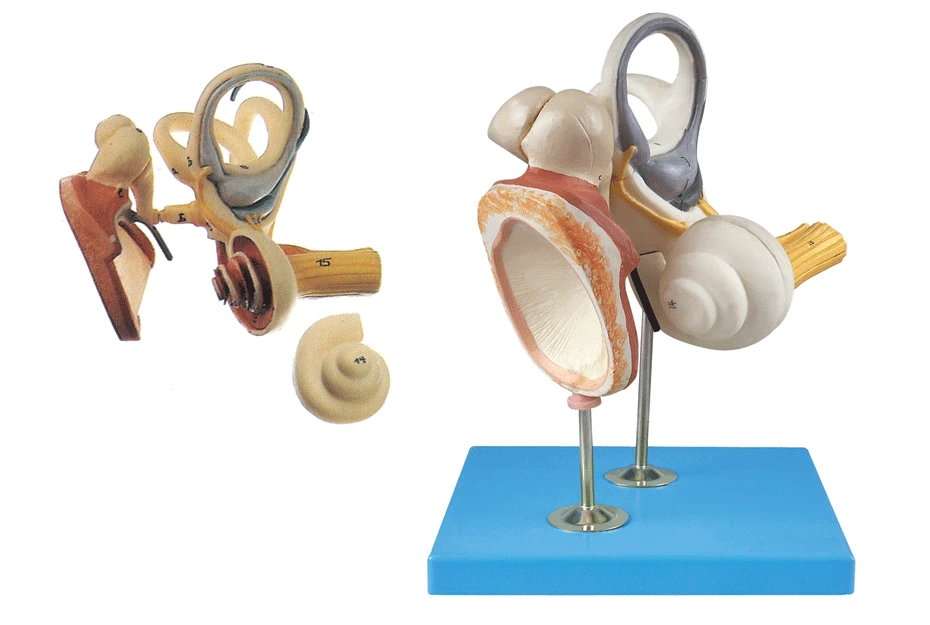 

Inner Ear, Ossicles And Eardrum Amplifier Model Inner Ear Structure Model Ear Anatomy Structure Model