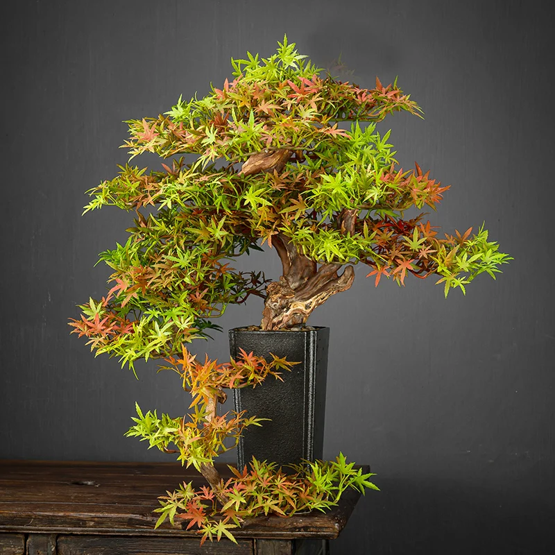 Pine Bonsai Wallpaper