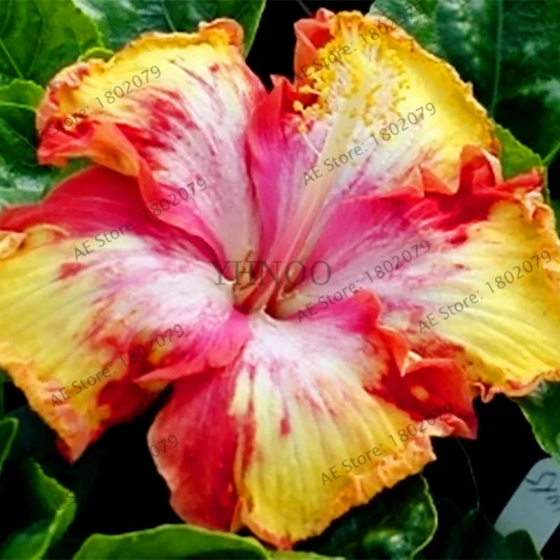 100 шт./пакет Гибискус flores, бонсай растения для дома и сада, красивый декоративный цветок, Легко растить - Цвет: 2