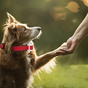 

Rechargeable Spray & Sound Bark Collar, Safe & Automatic Anti Bark Device for Dogs