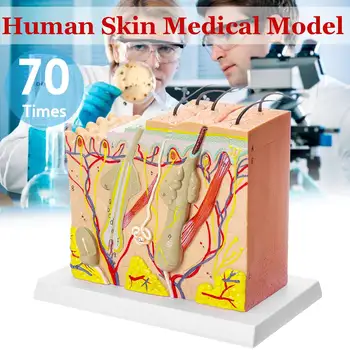 

70 Times Human skin model Block enlarged Plastic hair Layer structure Anatomical Anatomy Medical Teaching Tool