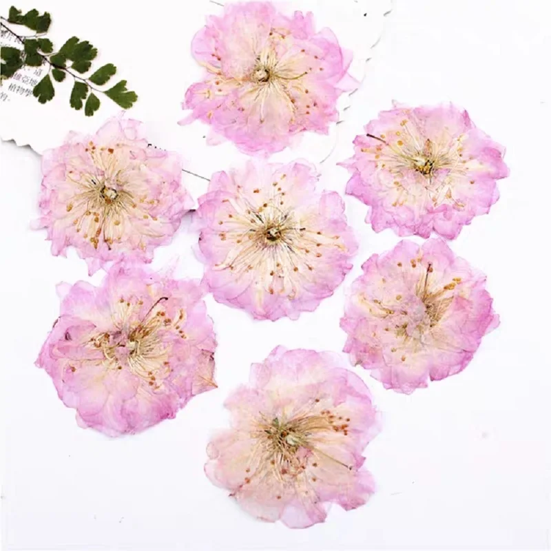 樱花 (2)
