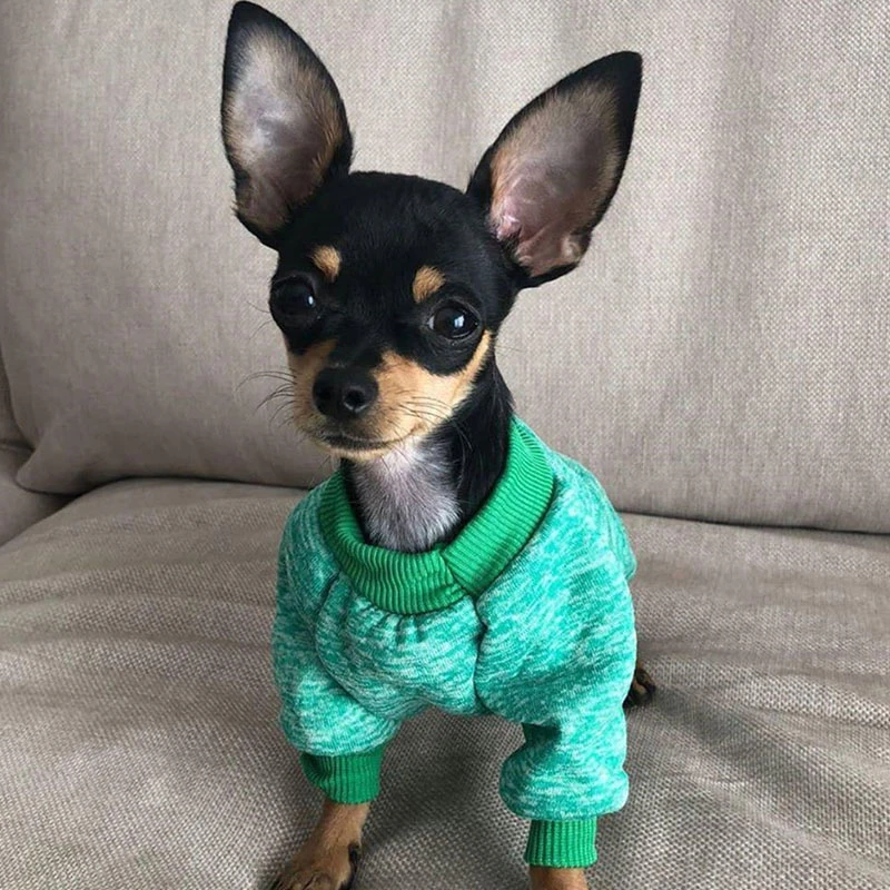 Ropa para mascotas, traje clásico de primavera para perros, abrigo para cachorros, para mascotas, Ropa para Chihuahua y y chaquetas para perro| - AliExpress