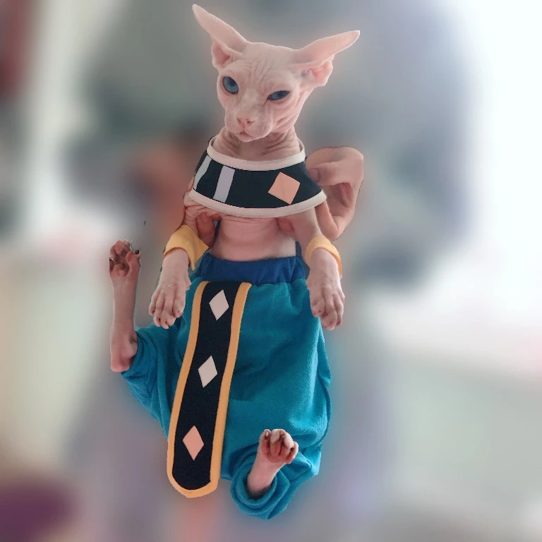 コスプレ コットンコスチュームパンツスフィンクス 髪のない猫 ドラゴンの猫の服 ペットの衣装 Cat Clothing Aliexpress