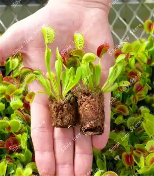 

50Pcs/Bag Flytrap Flower Decoration