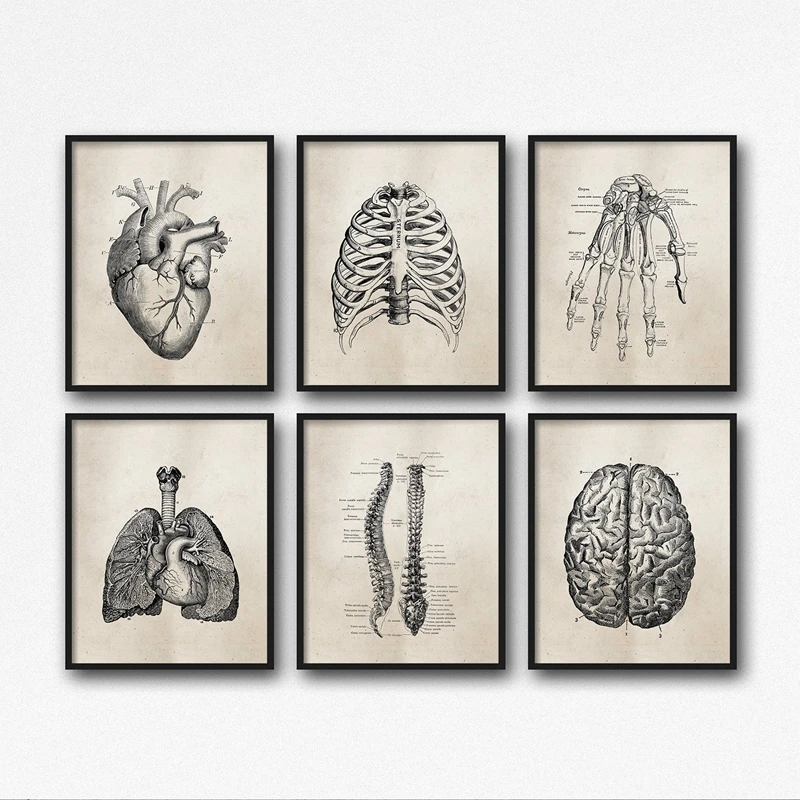 Human-Anatomy-Science-Vintage-Posters-Art-Prints-Medical-Anatomy-Canvas-Painting-Medical-Doctor-Clinic-Wall-Pictures (2)