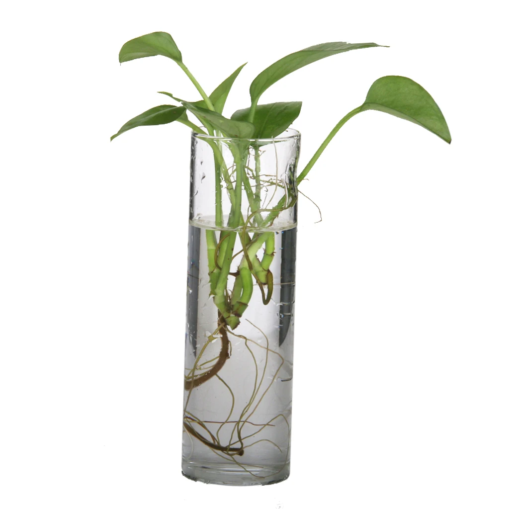 Cylinder Clear Glass Wall Hanging Vase Bottle For Plant Flower Decorations