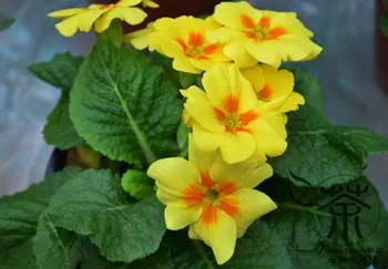 

Primula Malacoides Baby Primula Bao-Chunhua