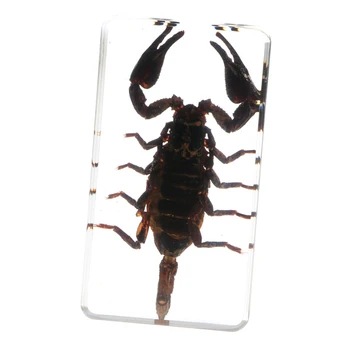 

Insect Specimen Creative Paperweight Collection Gift - Black Scorpion C