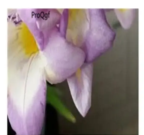 Ngryise 20 шт набор Freesia hybrida - Цвет: 7