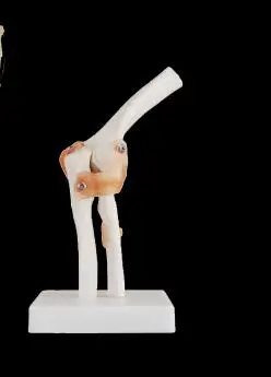 Съемная модель коленного сустава handt/foot/shoulder/hip joint обучающая модель - Цвет: Красный