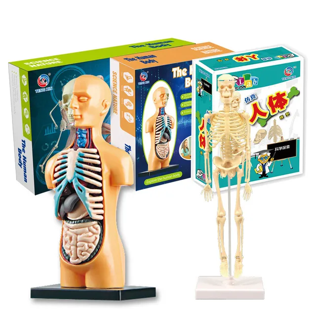 Children Science STEM Game Assembled Human Body Kids Educational Toy Skeleton Anatomy Organs Bones Kit STEM Toys 2