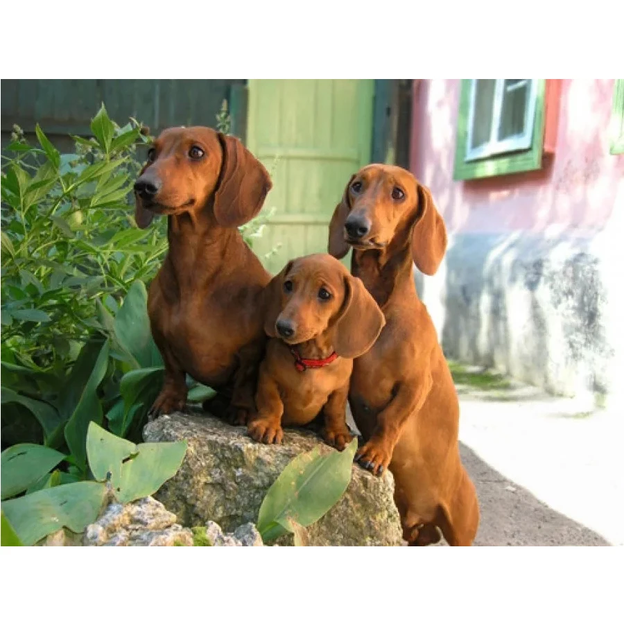 Full Square Diamond cute Dog 5D DIY Diamond Painting Dachshund Embroidery Cross Stitch Rhinestone Mosaic Painting Home Decor art