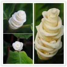 100 шт. свежие настоящие ледяные цветы