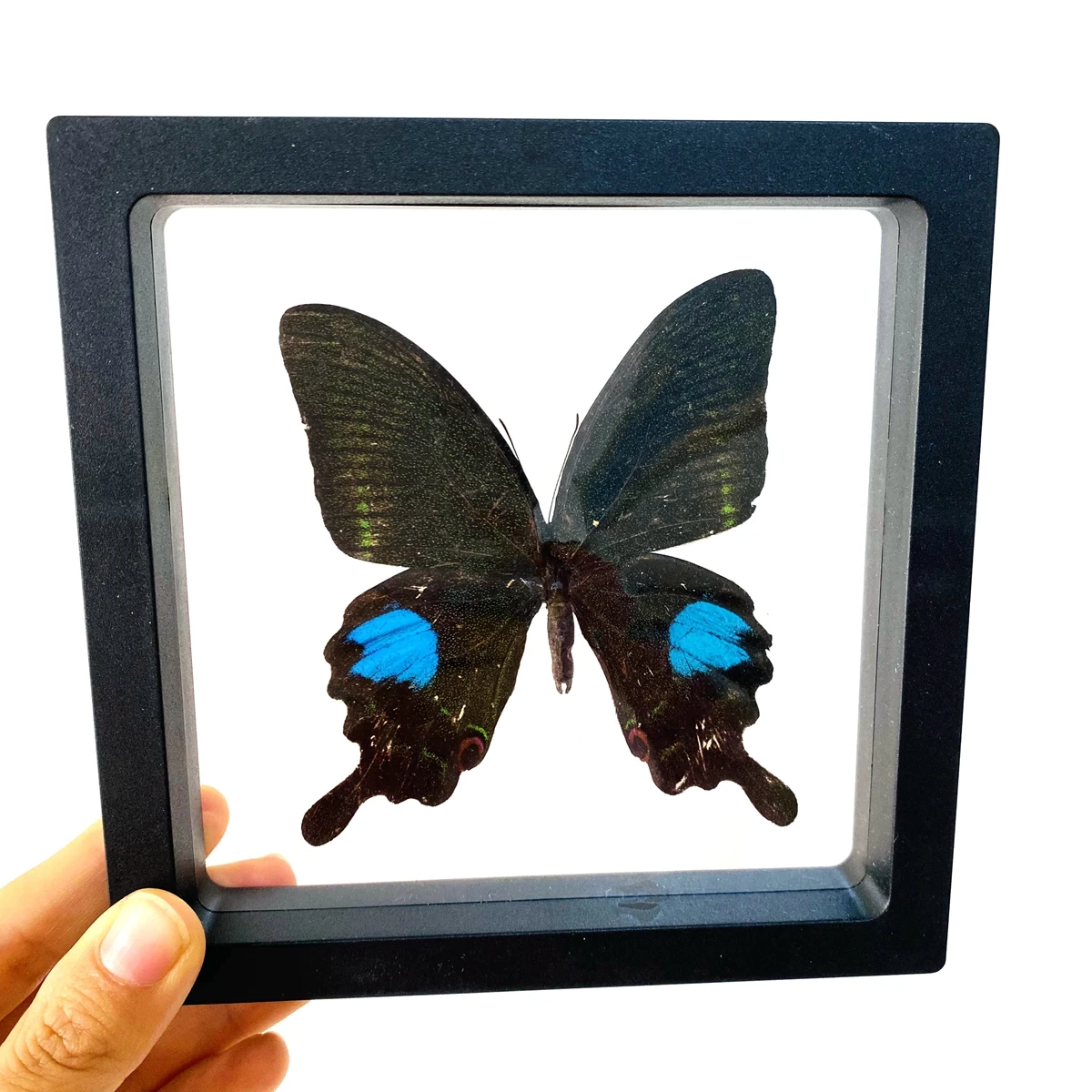 Big Real Butterfly Specimen Holiday Gift Modern Simple Creative Desktop Decoration Picture Frame Specimen Birthday Gift Home Dec 