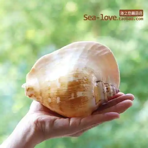 Natural Conch Shells Rare Excellent Herringbone Samples Valentine's Day Gifts Collection Mediterranean Style Decoration Crafts - Цвет: 13-14