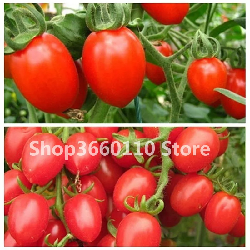 Свежий красный помидор мини бонсай здоровые овощи вишня помидор бонсай пищевые бонсай горшок домашний сад посадки