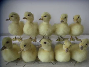 

TAXIDERMY 10pieces yellow duck duckling