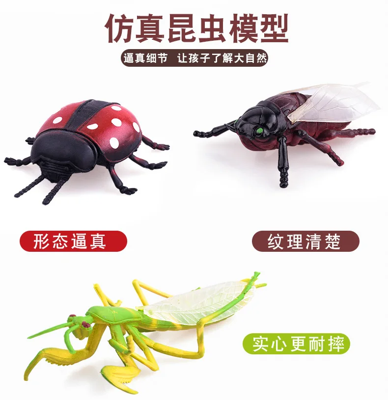 Model Frog Model Bullfrog Hyla Torrid Zone Hyla Fish Oceans Animal Model Insect Model