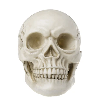 

Resin Art Human Skull Replica Teaching Model Medical Realistic 1:1 Adult Size