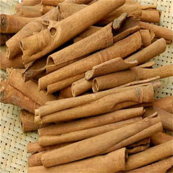 10pcs-cinnamon-bonsai-indoor-bonsai-evergreen-tree-bonsai-cinnamon-tree (3)