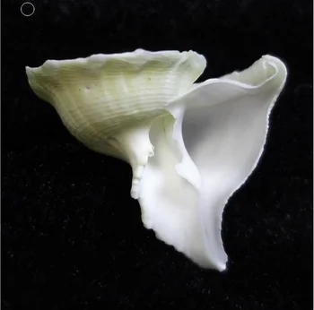 

Rare Sea Shells Conch Shell Schelpen Conchas Seashells MarinHome Decor Natural Decorative Shells