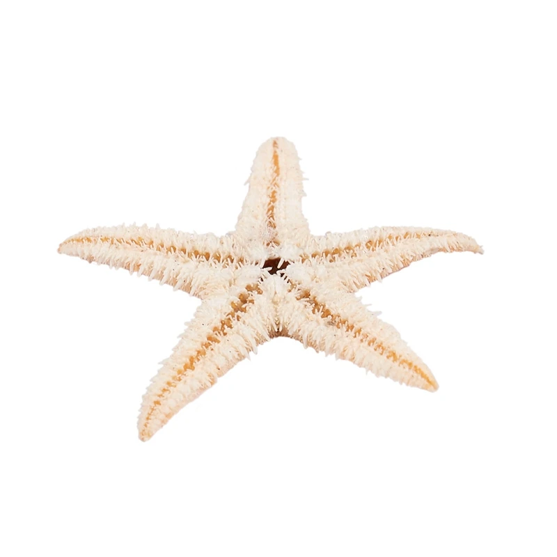 Small Starfish Star Sea Shell Beach Craft 0.4 inch-1.2 inch 90 Pcs