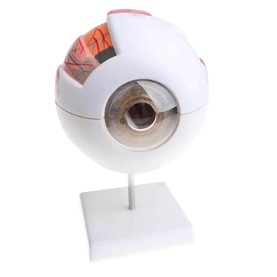 Human eyeball model Eye magnification Eyeball Anatomy Model Teaching medicine | Канцтовары для офиса и дома