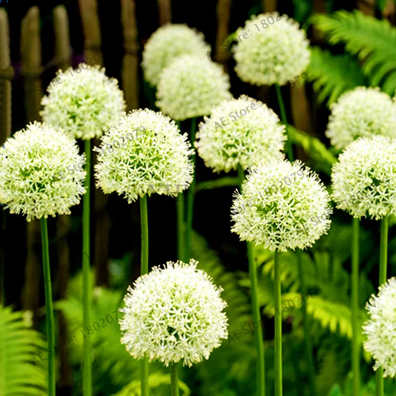 200 шт./пакет фиолетовый Giant Allium Giganteum, красивый цветок-бонсай садовое растение в уровень почкования 95% редкий цветок для детей - Цвет: 5