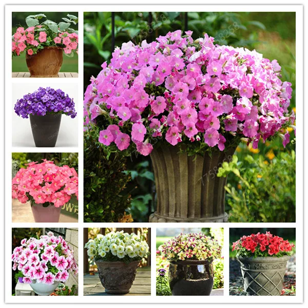 

100pcs/bag bonsai Petunia flower Mix Petunia Hybrida hanging petunia garden Petunia,bonsai plant for home garden
