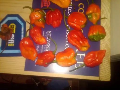 150 шт. Trinidad Scorpion buch T World! цена редкий перец