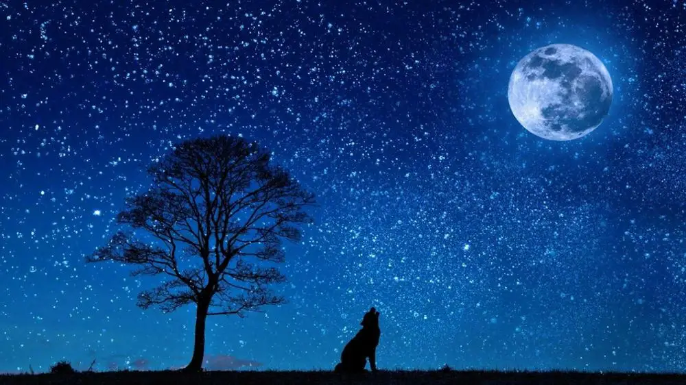 Wolf Night Moon Stars Giant Art print Silk poster Home Wall Decor | Дом и сад