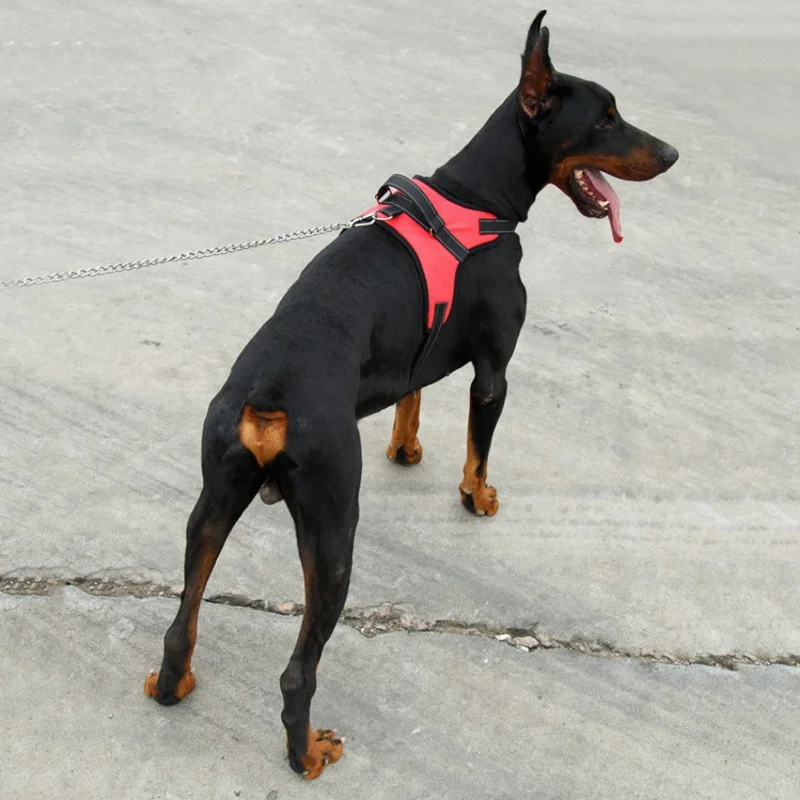 Arnês de cão para animais de estimação