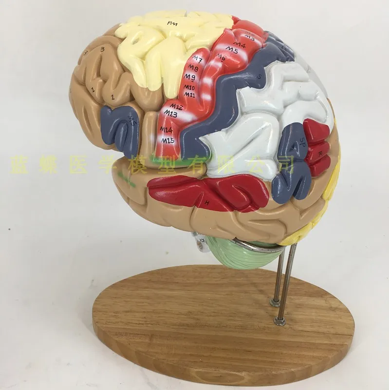 Ingrandimento 2X rimovibili 4 parti del cervello umano Modello anatomico del 