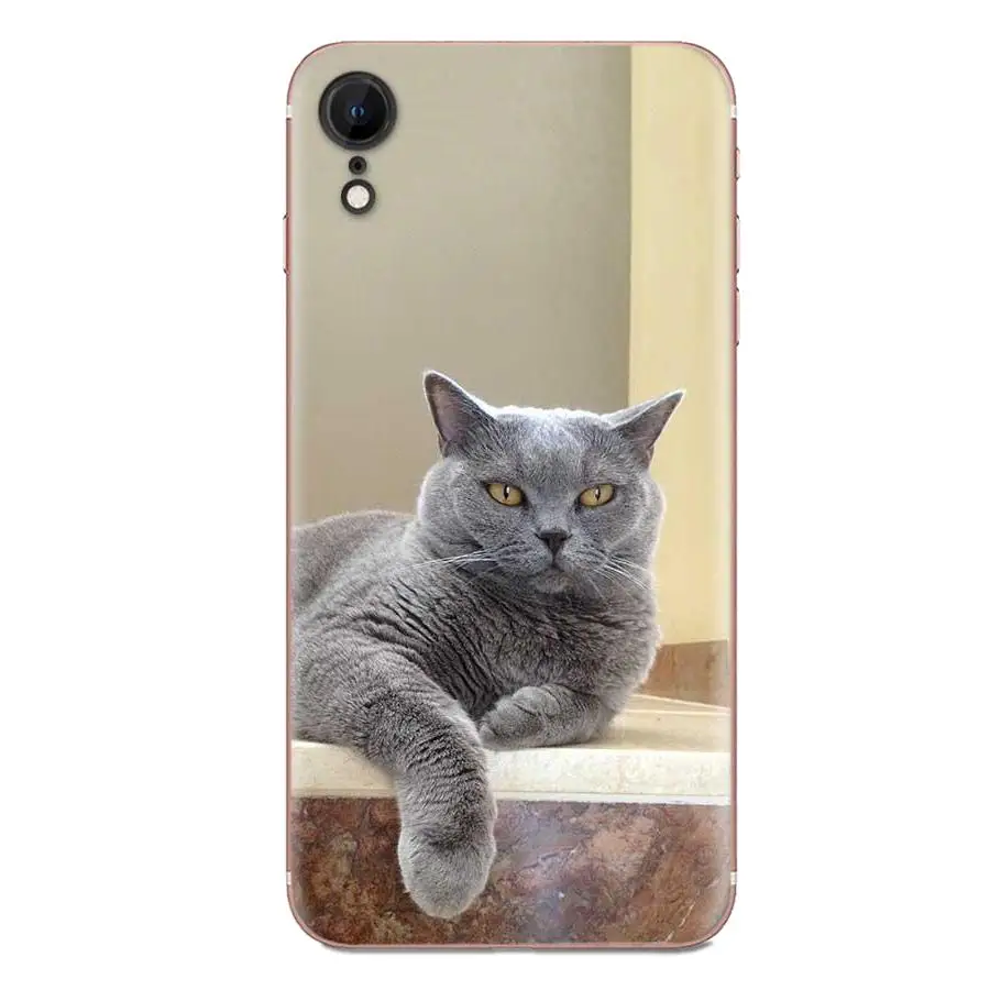Британский короткошерстный чехол из ТПУ для huawei Honor mate Nova Note 20 20s 30 5 5I 5T 7C 8A 8X9X10 Pro Lite Play - Цвет: as picture