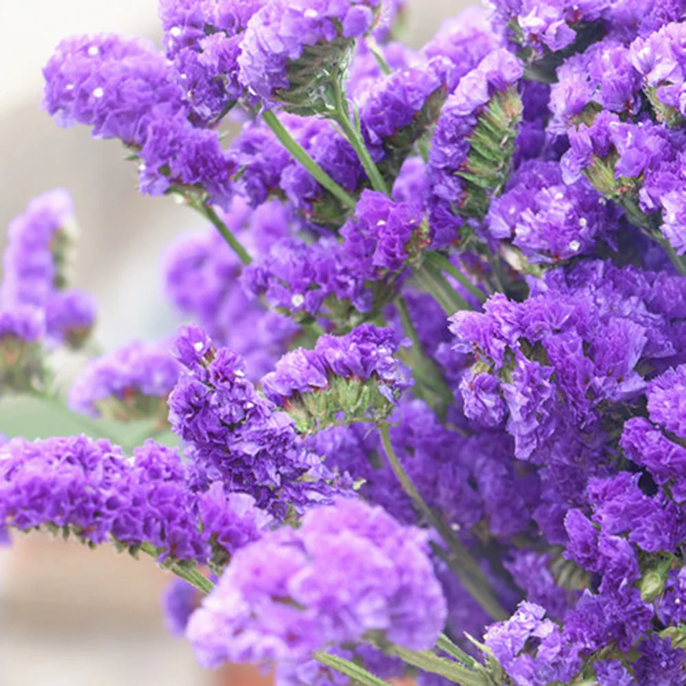 TB2U8SFppXXXXXIXpXXXXXXXXXX_!!2342053978