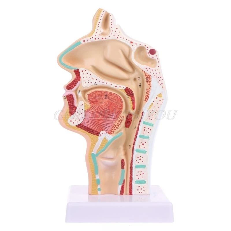 

Human Anatomical Nasal Cavity Throat Anatomy Medical Model Teaching Tool Nasal Throat Model
