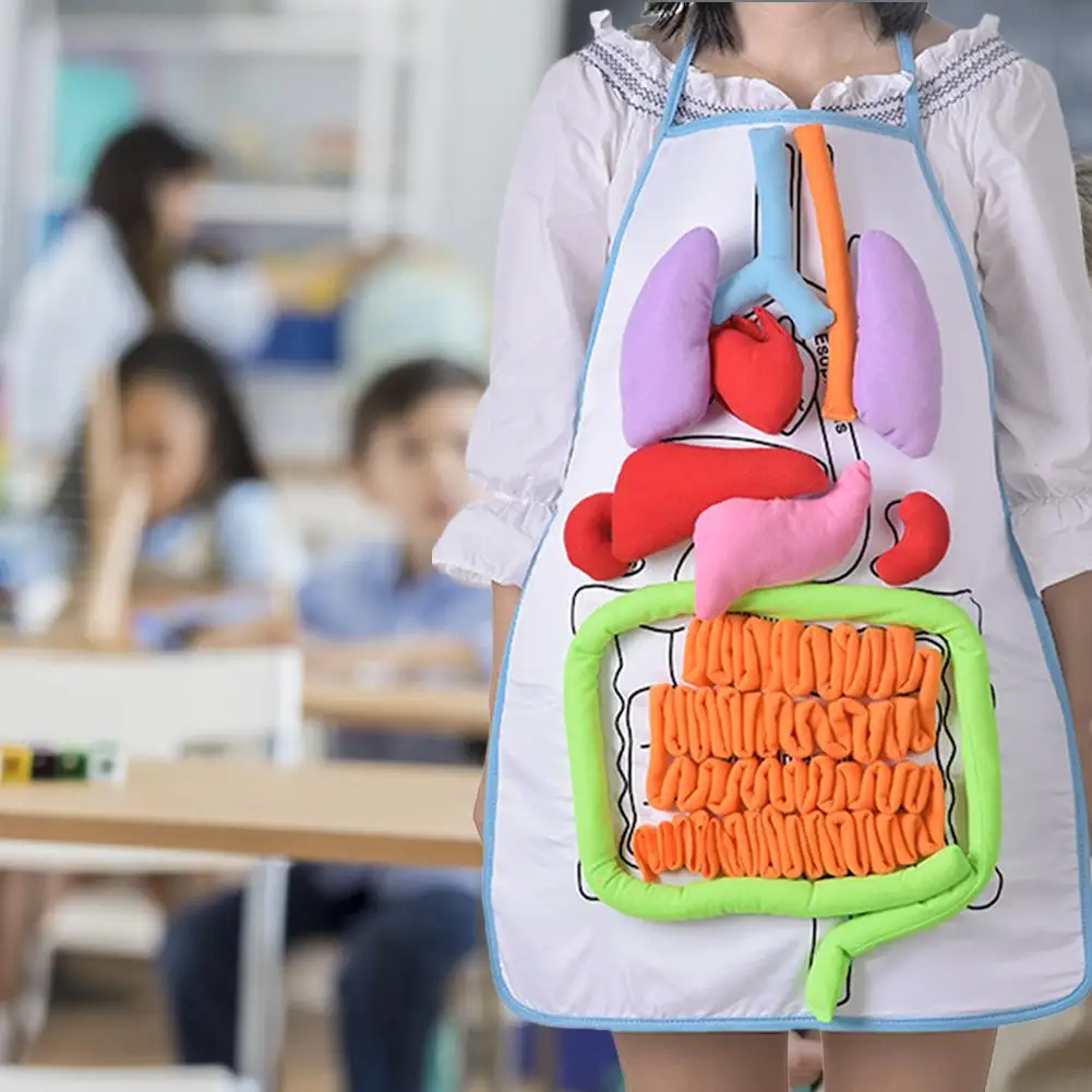  Simulation Human Body Apron Teaching Utensils Children Puzzle Enlightenment Apron Early Education T - 4000051815991