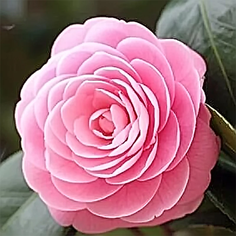 2020 Full Drill 5D Diamond Painting Embroidery Cross Stitch pink Scenery Peony Flower Rhinestones Kits handmade | Дом и сад